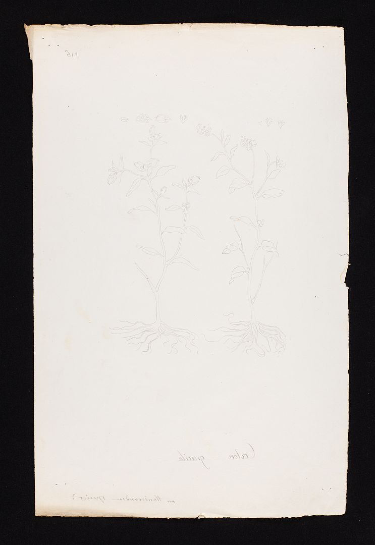 no HD illustration available (m1)