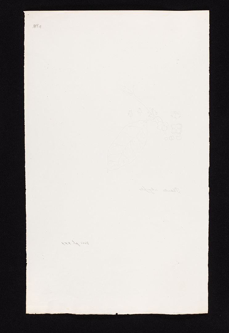 no HD illustration available (m1)
