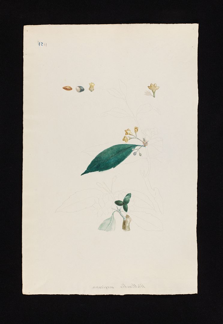 no HD illustration available (m1)