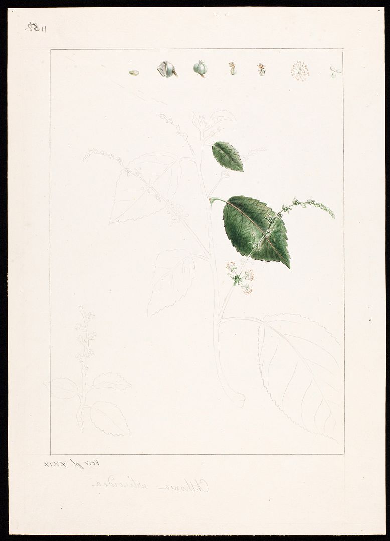 no HD illustration available (m1)