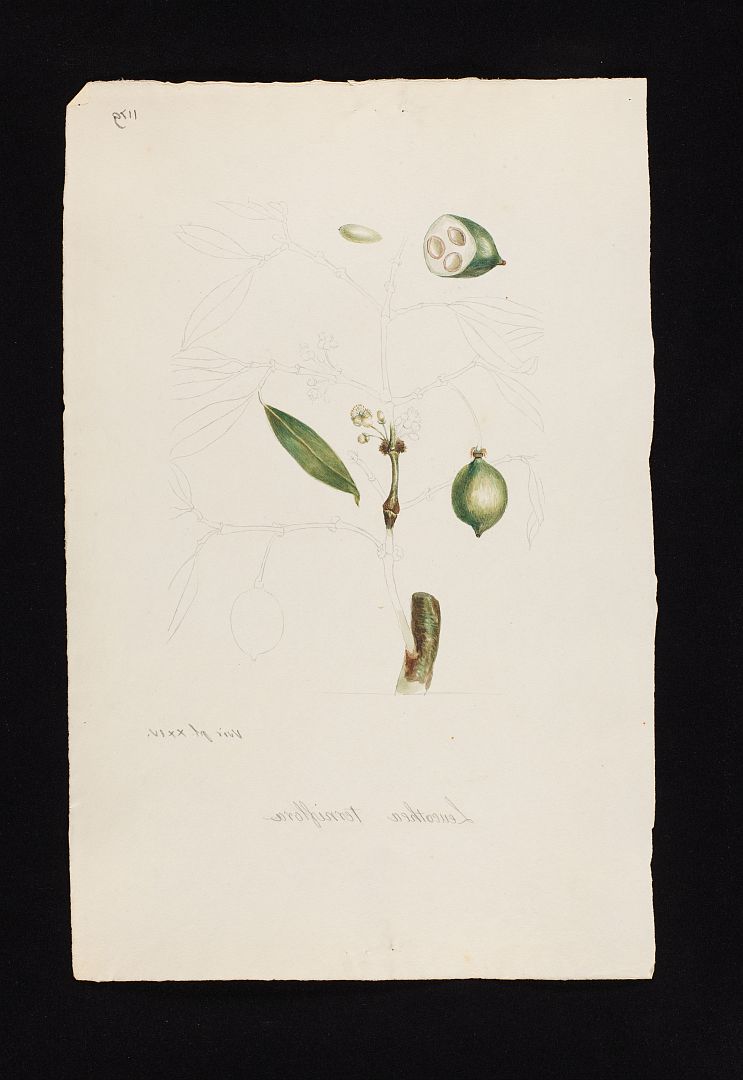 no HD illustration available (3)