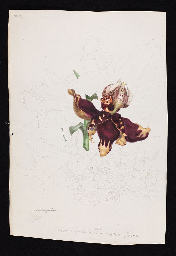no HD illustration available (3)