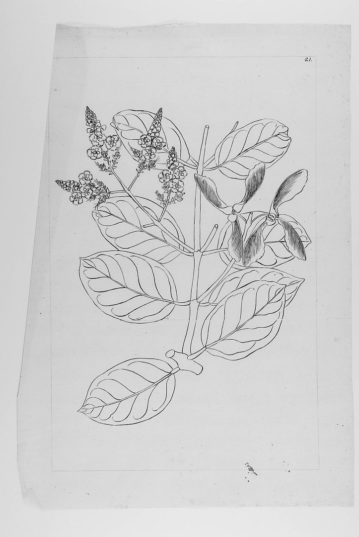 no HD illustration available (3)