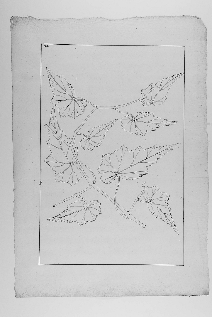 no HD illustration available (3)
