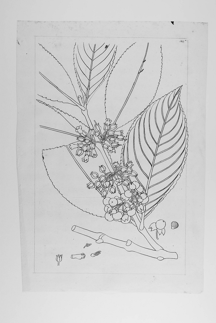 no HD illustration available (3)