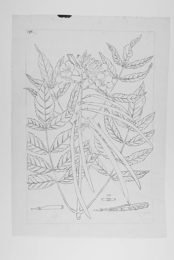 no HD illustration available (3)