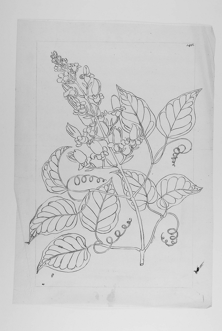 no HD illustration available (3)