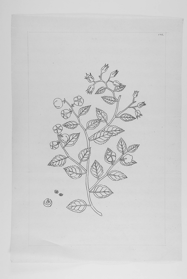 no HD illustration available (3)