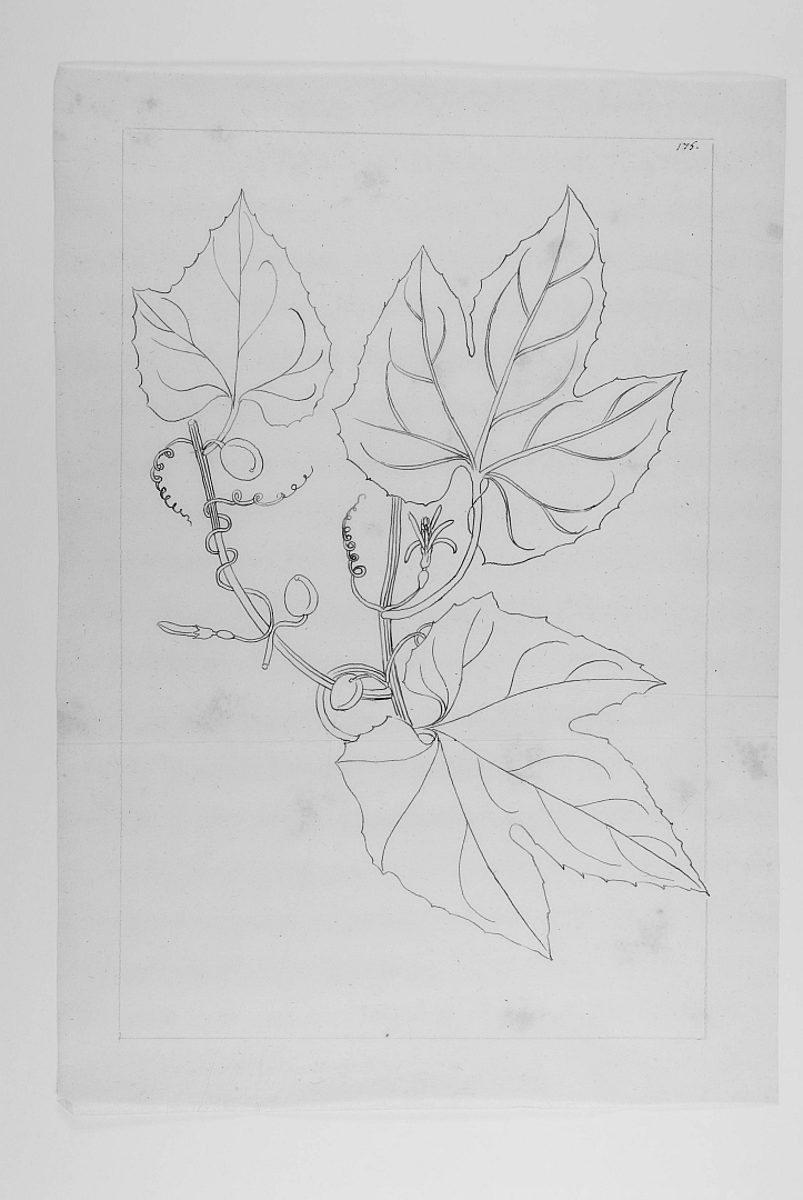 no HD illustration available (3)