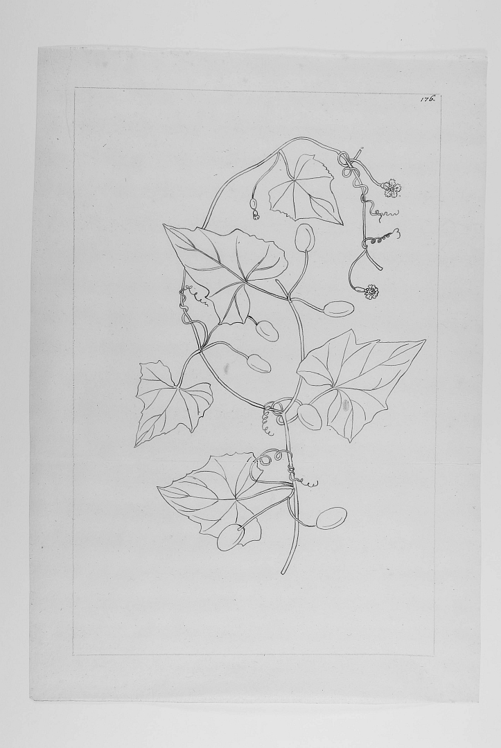 no HD illustration available (3)