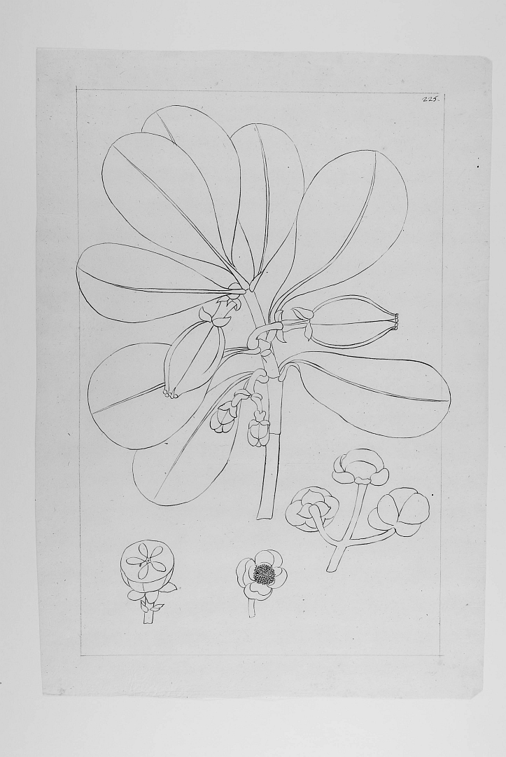 no HD illustration available (3)