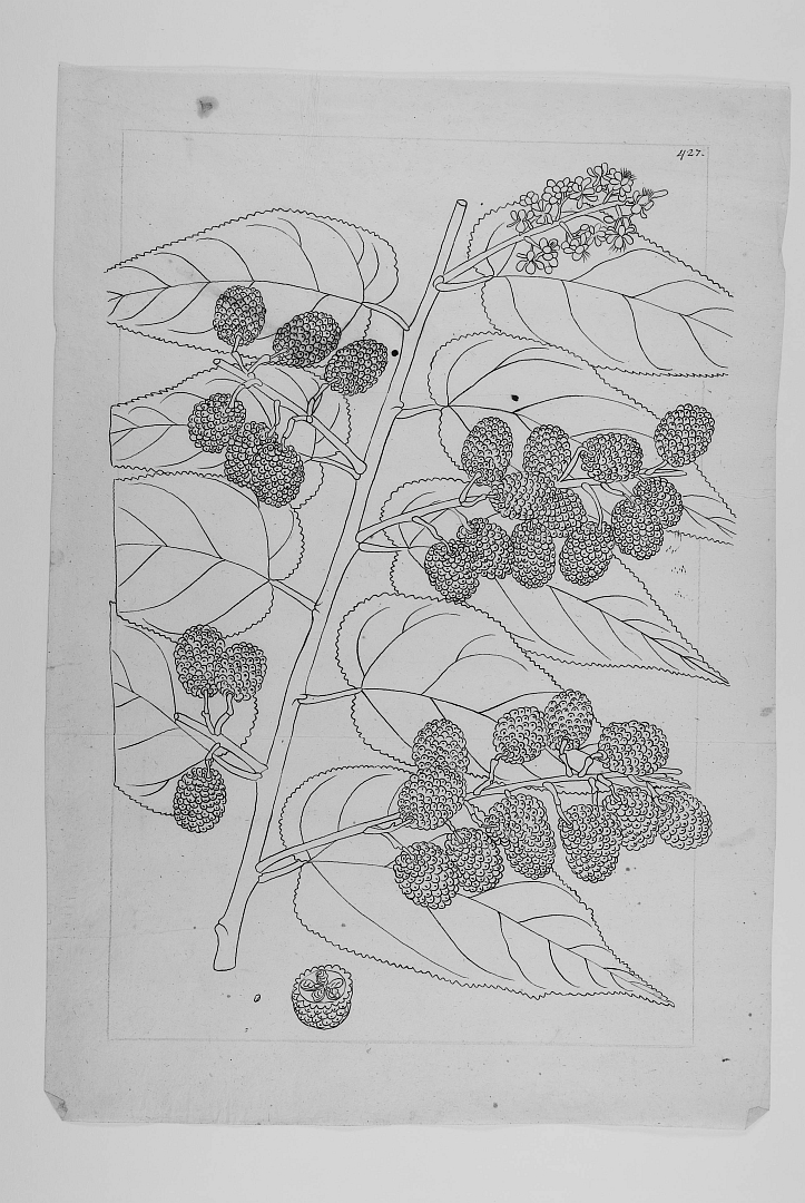 no HD illustration available (3)