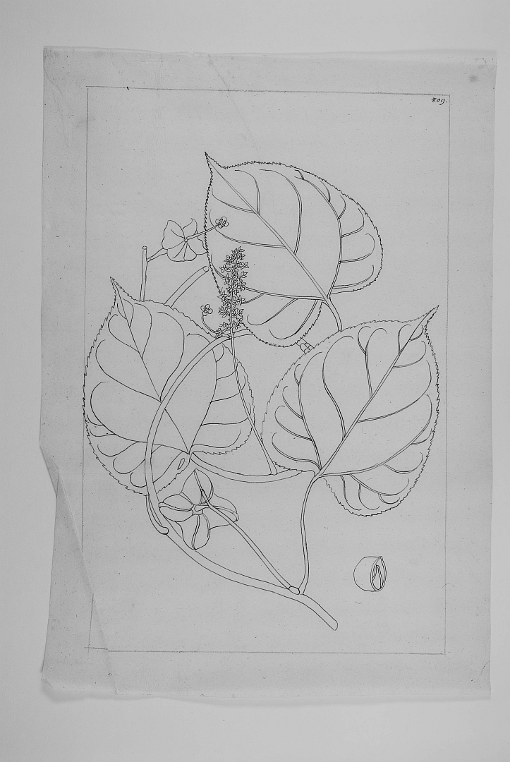 no HD illustration available (m1)
