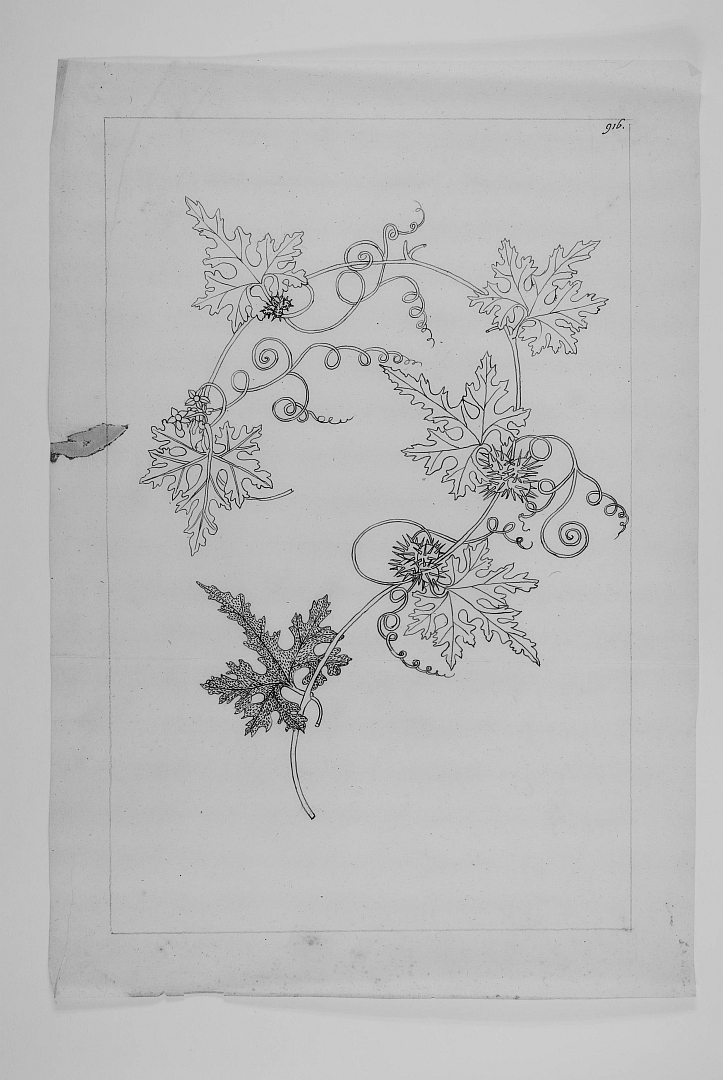 no HD illustration available (m1)