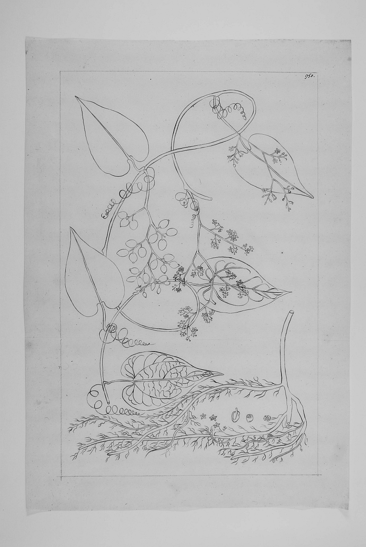 no HD illustration available (m1)