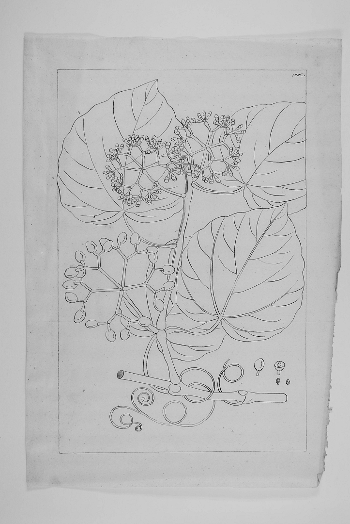 no HD illustration available (3)