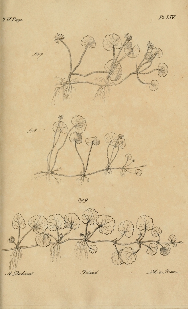 no HD illustration available (3)