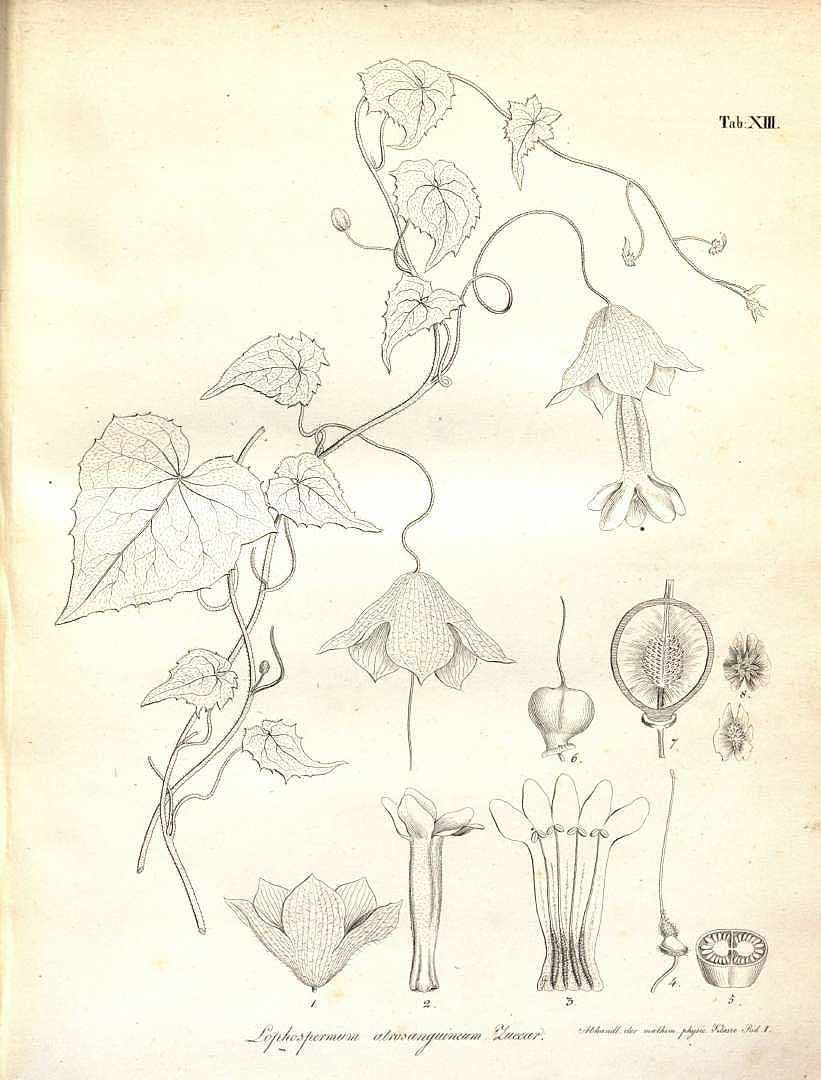 no HD illustration available (m1)