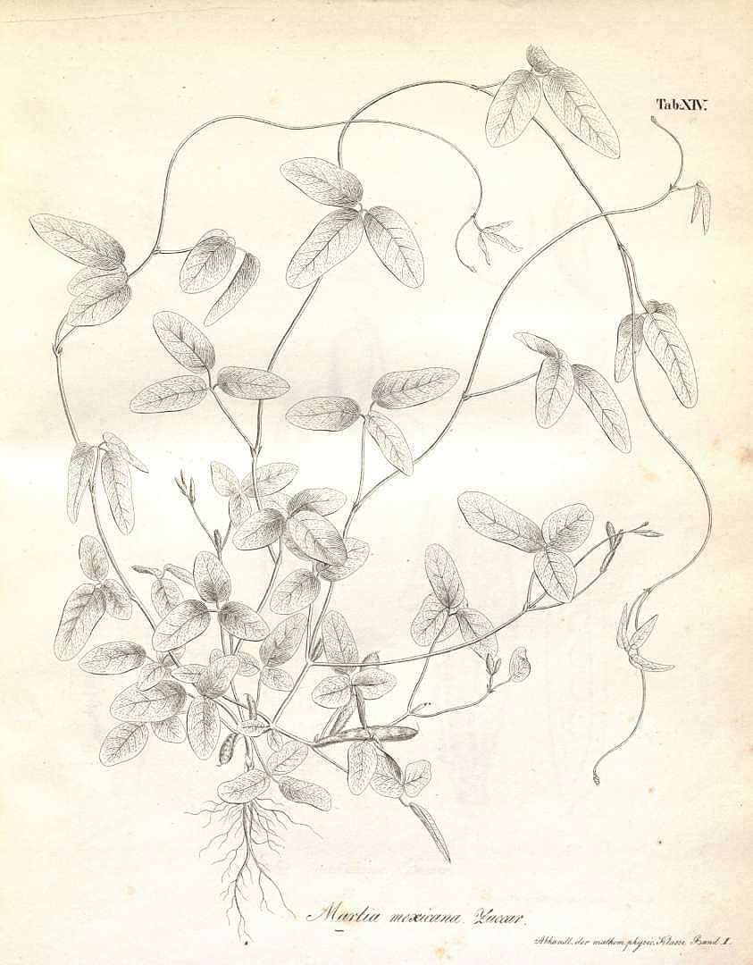 no HD illustration available (3)