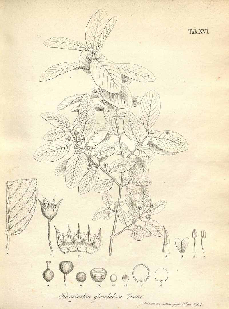 no HD illustration available (m1)