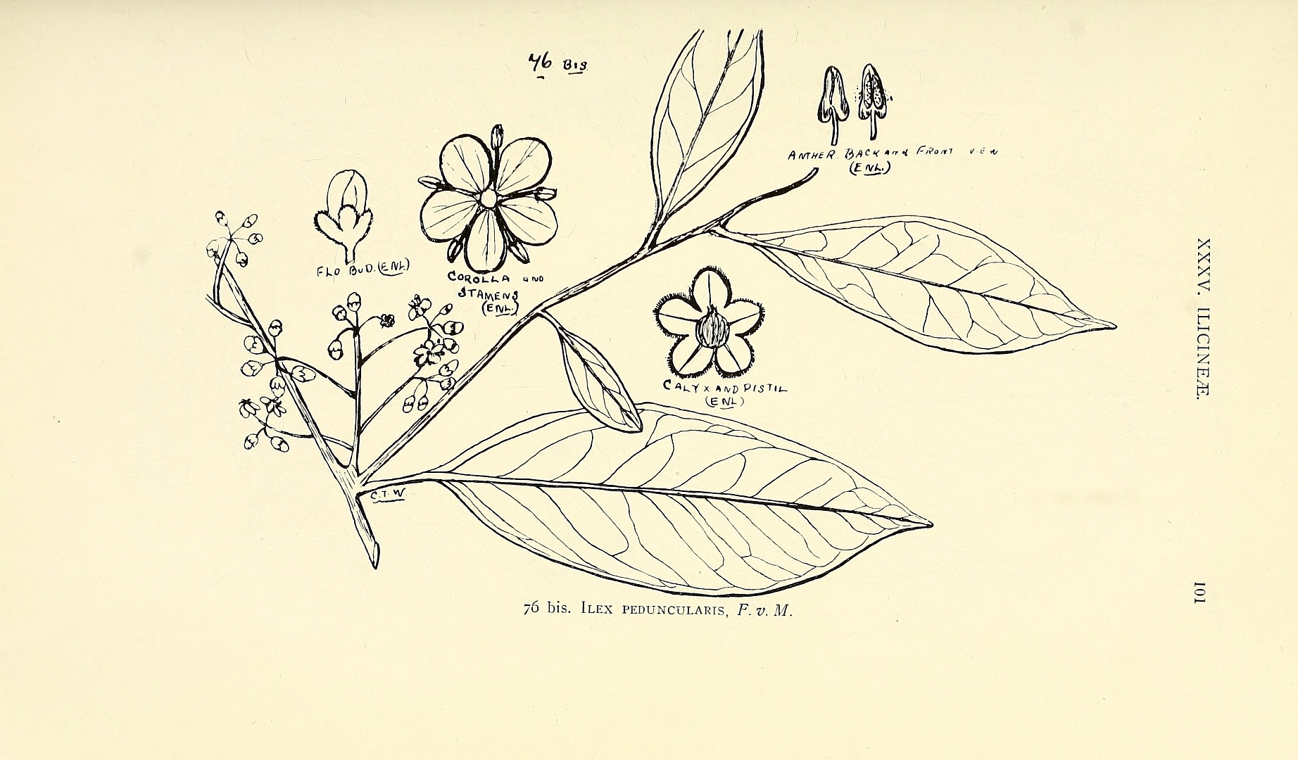 no HD illustration available (3)