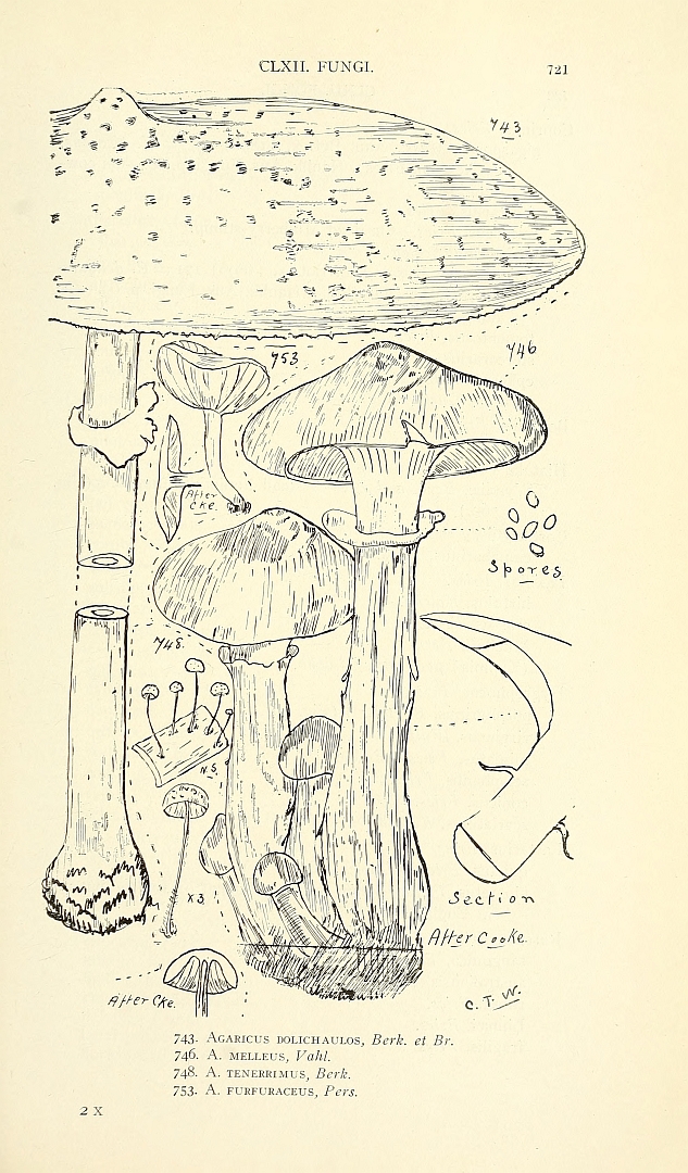 no HD illustration available (m1)