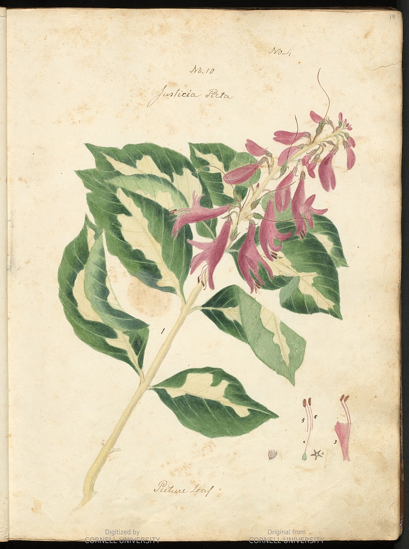 no HD illustration available (3)