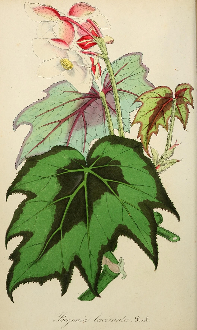 no HD illustration available (3)