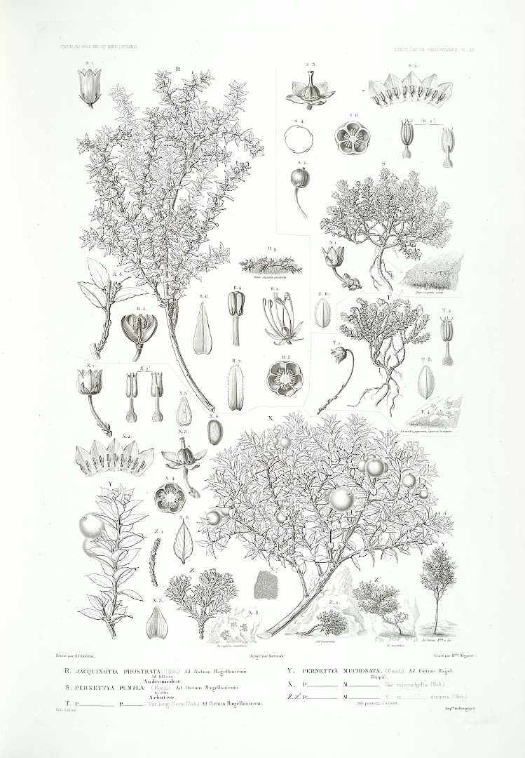 no HD illustration available (3)