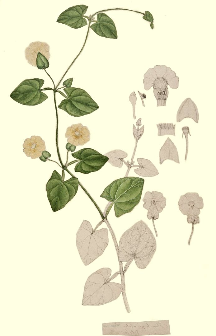 no HD illustration available (3)