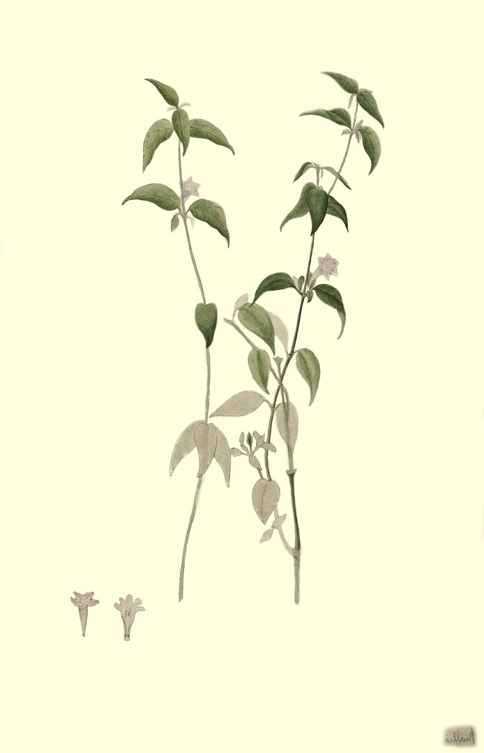 no HD illustration available (m1)