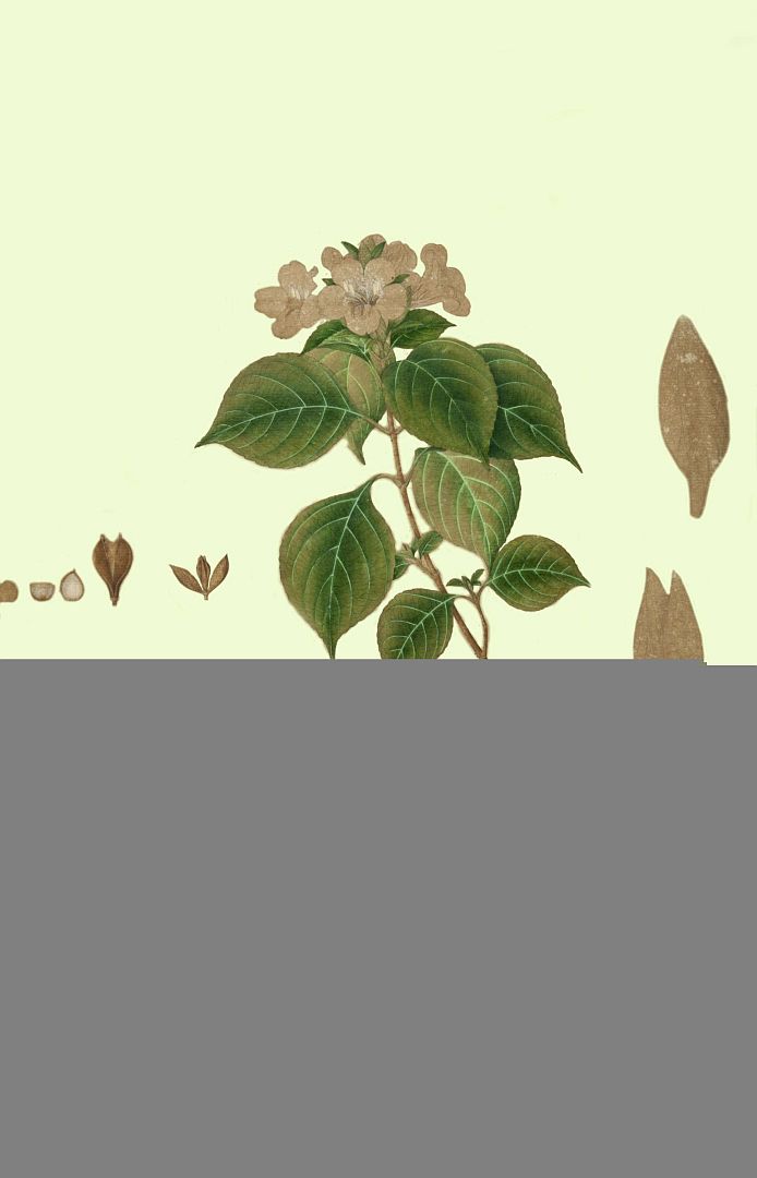 no HD illustration available (m1)