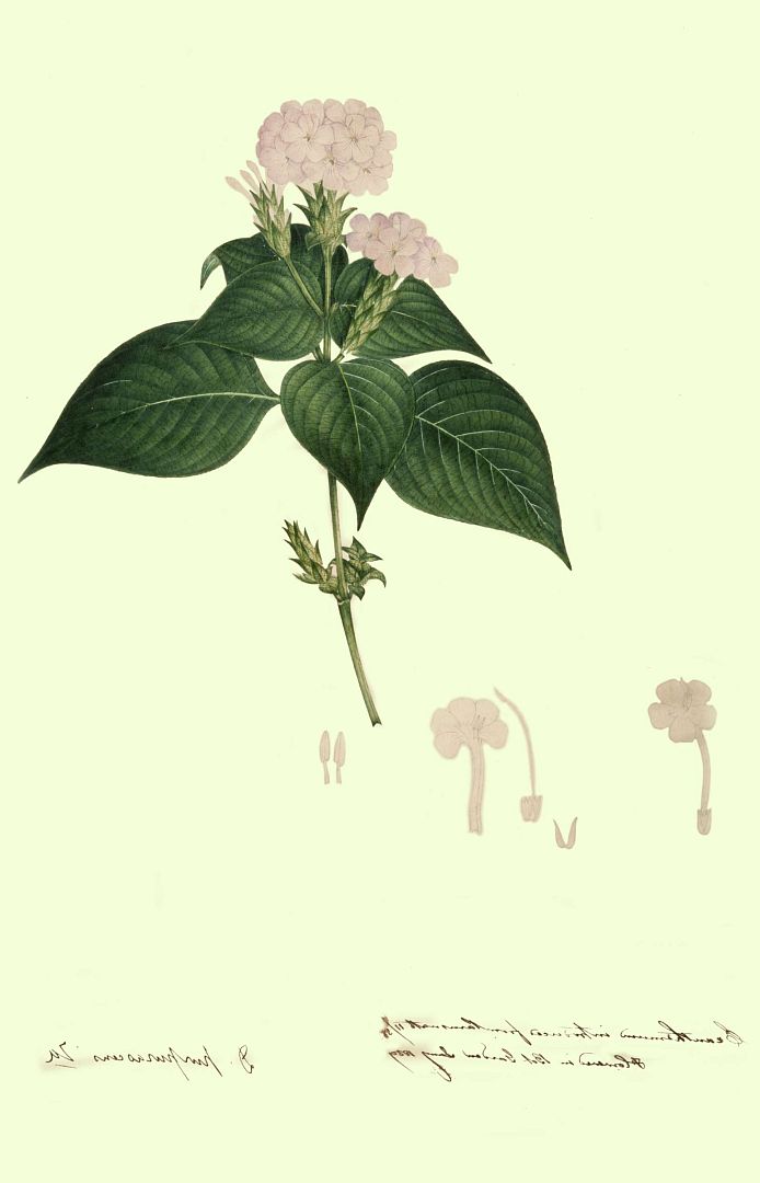 no HD illustration available (m1)