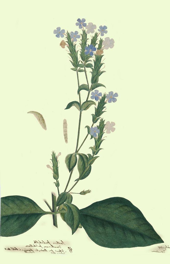 no HD illustration available (m1)