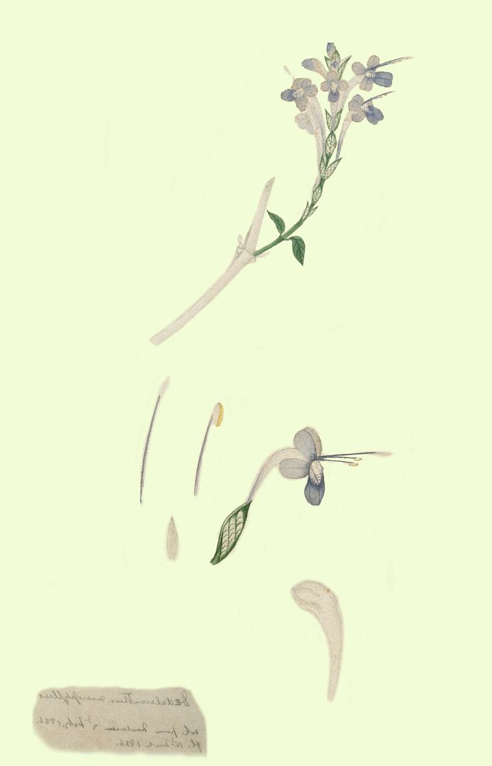 no HD illustration available (m1)