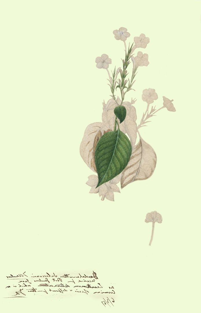 no HD illustration available (m1)