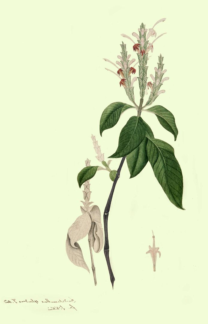 no HD illustration available (m1)