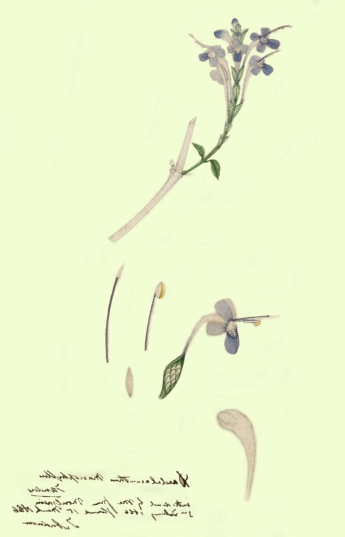 no HD illustration available (m1)