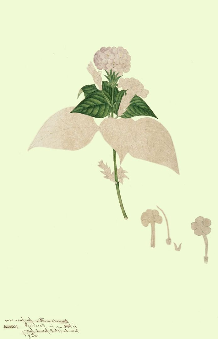 no HD illustration available (m1)