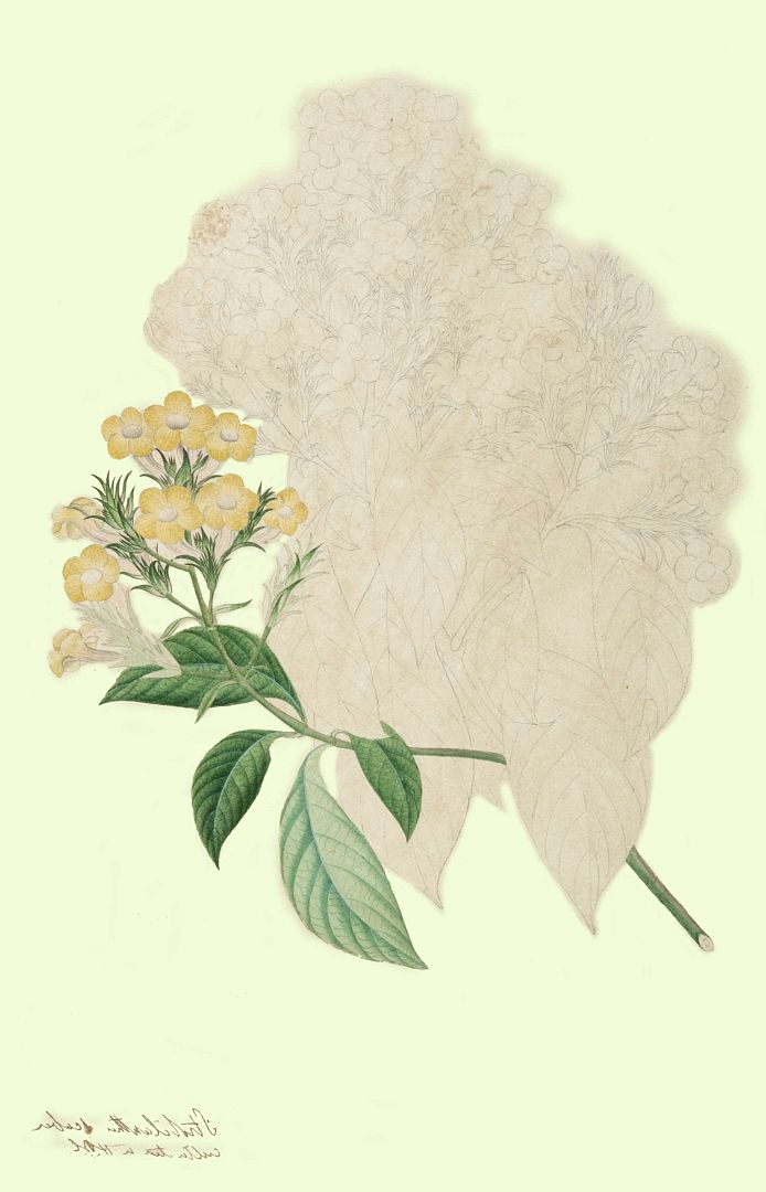 no HD illustration available (m1)