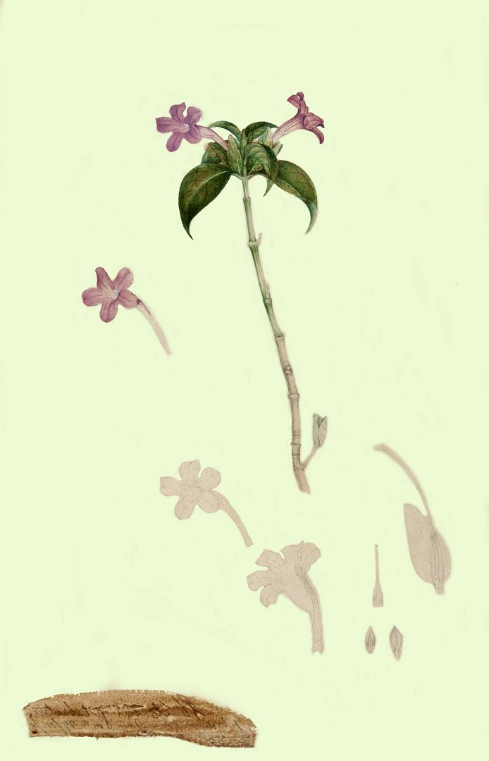 no HD illustration available (m1)