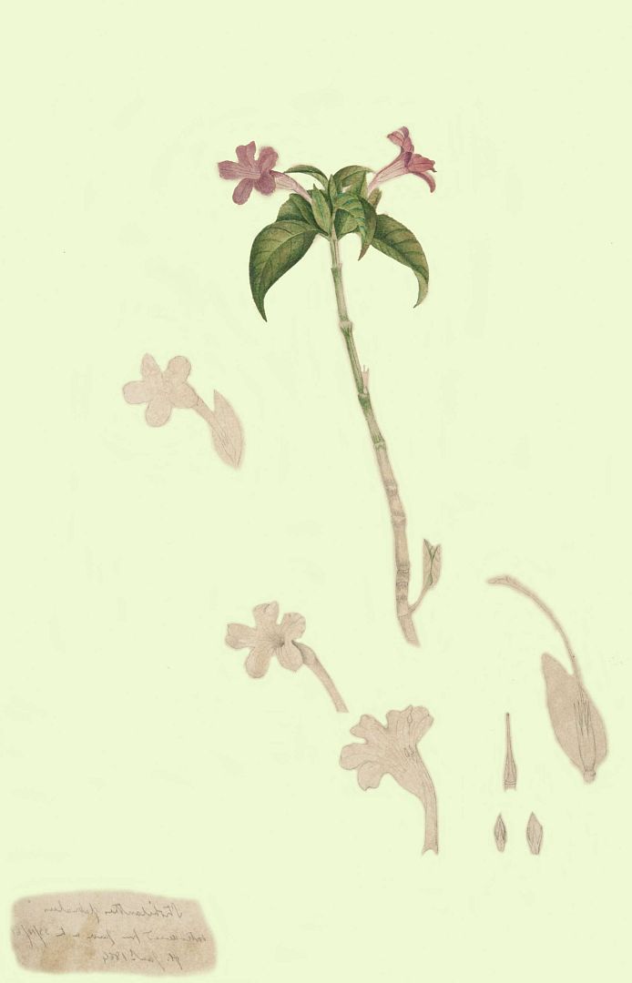 no HD illustration available (m1)