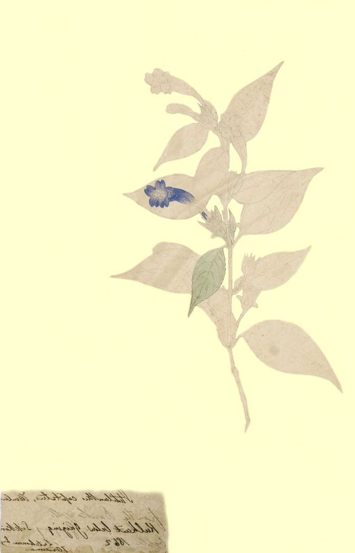 no HD illustration available (m1)
