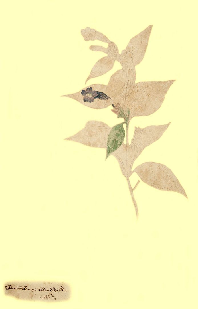 no HD illustration available (m1)