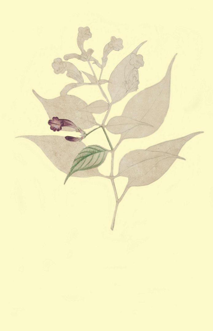 no HD illustration available (m1)