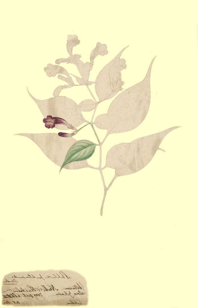 no HD illustration available (m1)