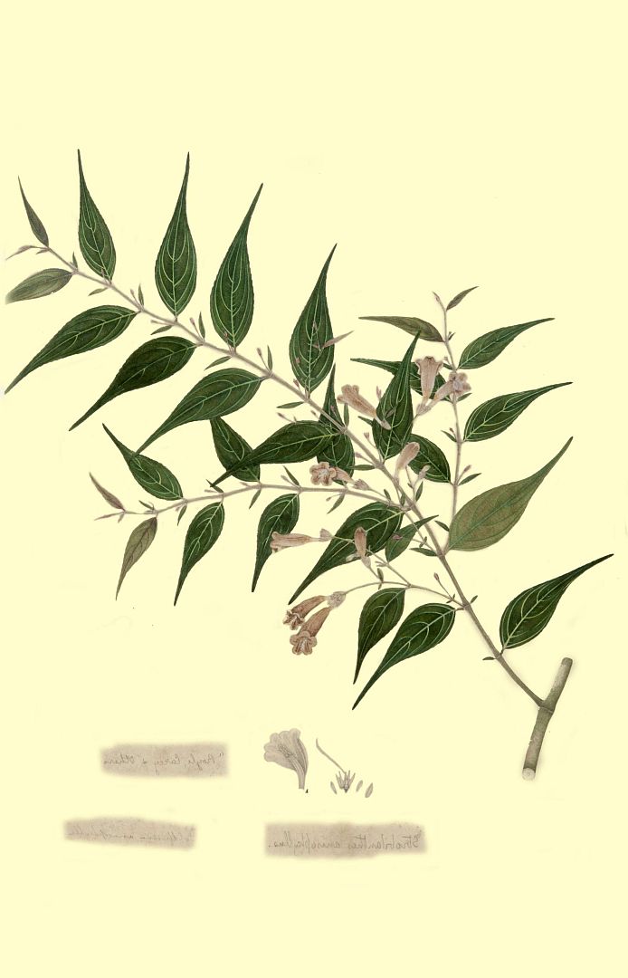 no HD illustration available (m1)