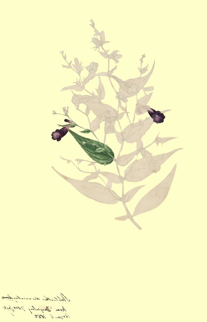 no HD illustration available (m1)