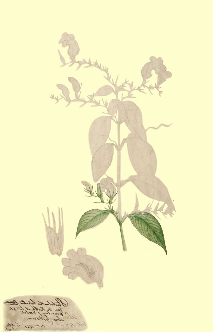 no HD illustration available (m1)