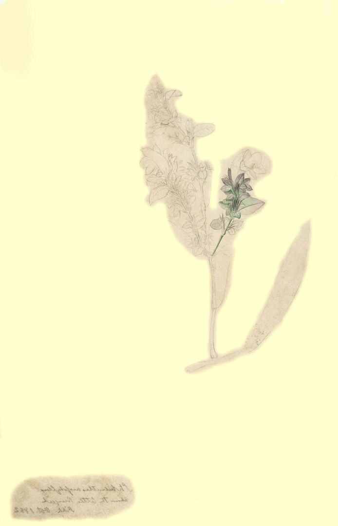 no HD illustration available (m1)